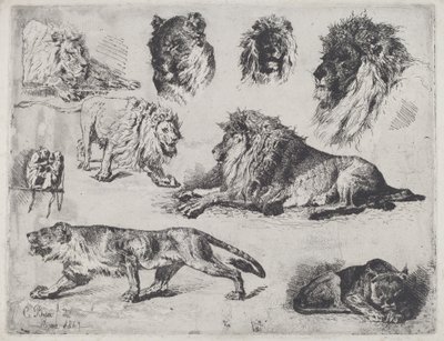 Étude de lions - Cesare Biseo