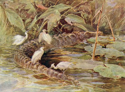 Crocodile et hérons garde-boeufs - Charles (after) Whymper