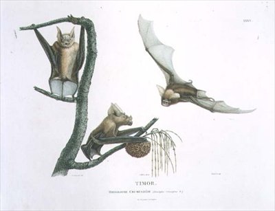 Rhinolophus Crumeniferus, une chauve-souris fer à cheval, de Timor, planche 35 de 