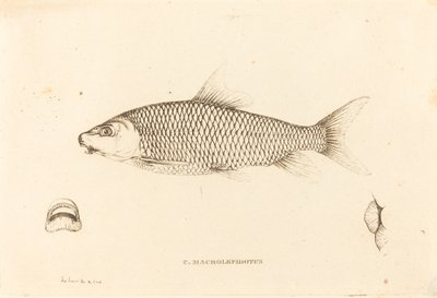 C. Macrolepidotus - Charles Alexandre Lesueur
