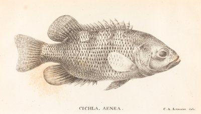 Cichla, Aenea - Charles Alexandre Lesueur