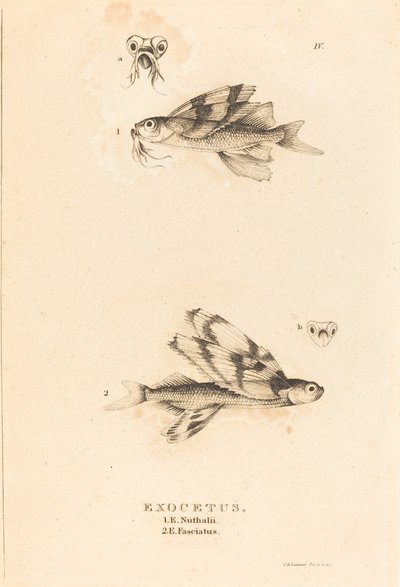 Exocetus - Charles Alexandre Lesueur
