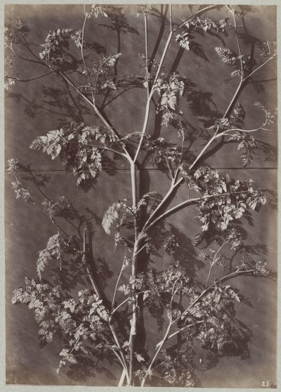Étude avec des branches - Charles Aubry (manner of)