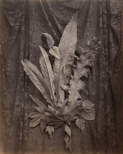 [Un arrangement de feuilles de tabac et d