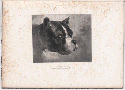 Bull-Dog - Charles Aubry