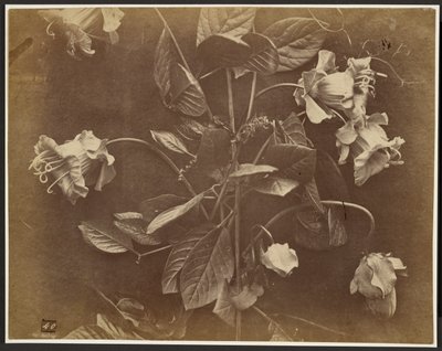 [Vigne fleurie] - Charles Aubry