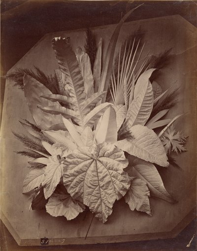 [Disposition des feuilles] - Charles Aubry