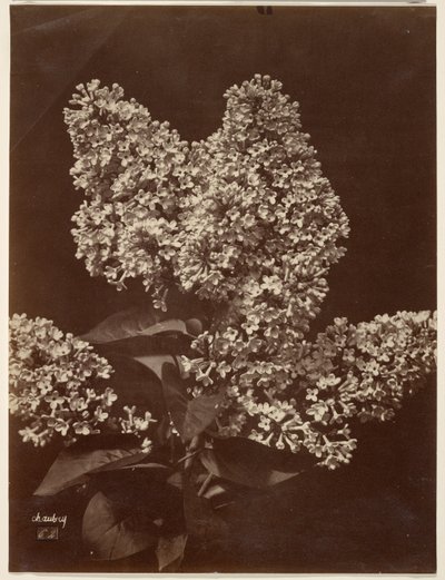 [Lilacs] - Charles Aubry