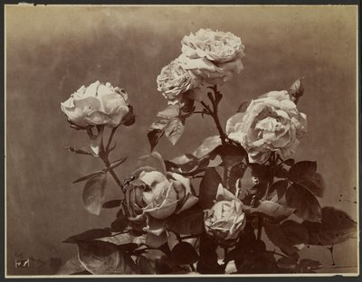 [Roses] - Charles Aubry