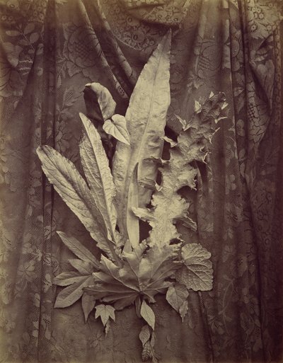 [Étude de feuilles sur un fond de dentelle florale] - Charles Aubry