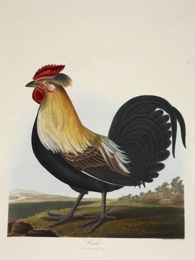 Coq, Phasianus, de 