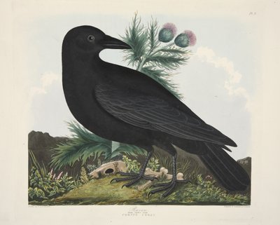 Corbeau, Corvus Corax, de 