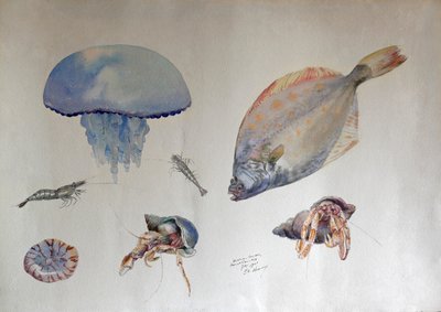 Aquarelle avec méduses, c.1901 - Charles Bernier