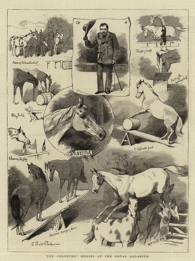 Les chevaux Broncho à l