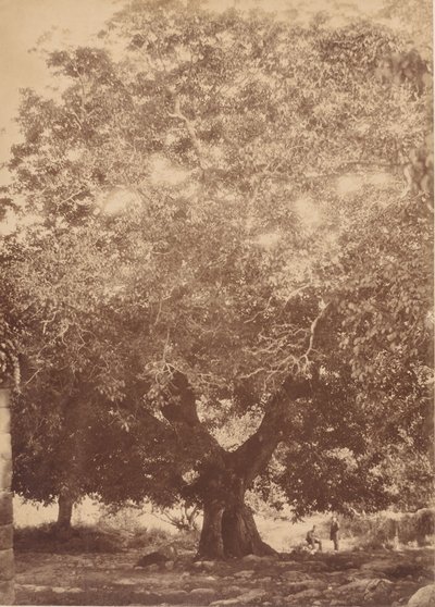 Le noyer de l