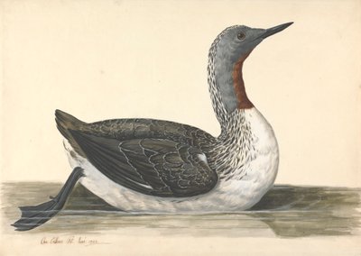 Plongeon à gorge rouge, juin 1742 - Charles Collins