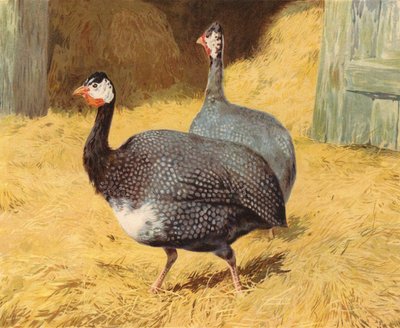 Pintades - Charles Collins