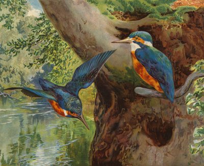 Martin-pêcheurs - Charles Collins