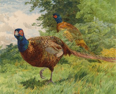 Faisans - Charles Collins