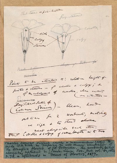 Croquis autographe des fleurs dimorphes de la primevère, 1861 - Charles Darwin