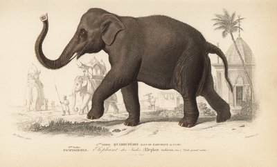 Indian elephant, from 