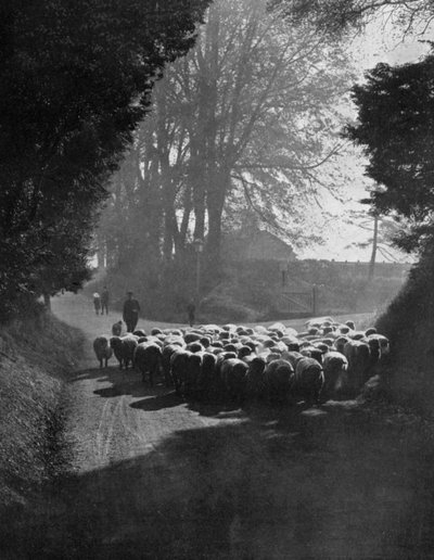 Moutons en route pour la foire aux moutons de Wilton, Wilton, Wiltshire, 1924-1926 - Charles E. Brown