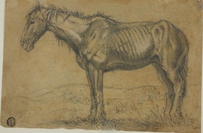 Cheval émacié (recto) ; Vue frontale d