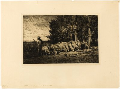 Troupeau de moutons au bord d