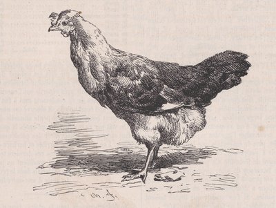 Poule française ordinaire, mauvaise pondeuse, du Magasin Pittoresque - Charles Emile Jacque
