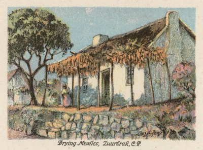 Afrique du Sud : Séchage des maïs, Zuurbrak, CP - Charles Ernest Peers