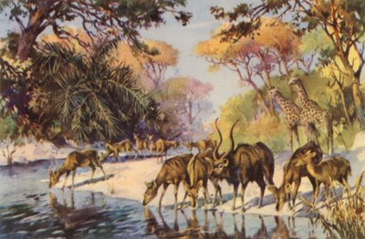Afrique du Sud : Parc national Kruger, Transvaal - Charles Ernest Peers