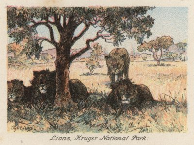 Afrique du Sud : Lions, Parc national Kruger - Charles Ernest Peers