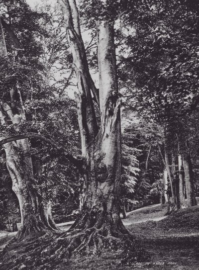 Une clairière dans le parc de Knole - Charles Essenhigh Corke