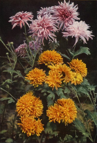 Chrysanthèmes de Bordure - Charles Essenhigh Corke