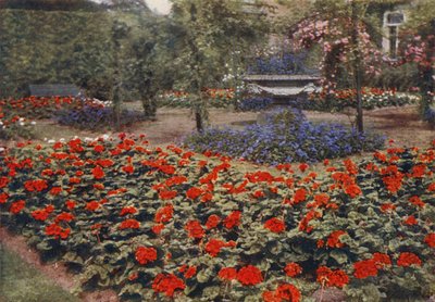 Géranium Paul Crampel et autres fleurs d