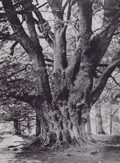 Hêtre royal, parc de Knole - Charles Essenhigh Corke