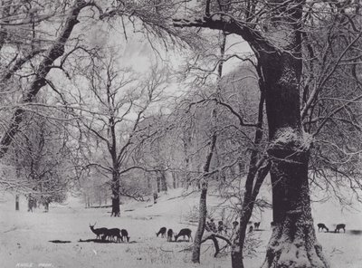 Parc de Knole - Charles Essenhigh Corke