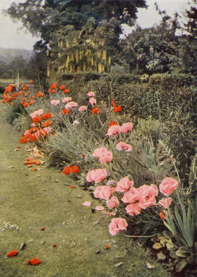 Pavots Orientaux - Charles Essenhigh Corke