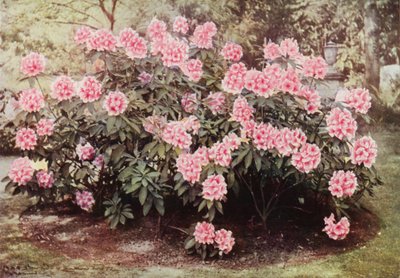 Rhododendron Pink Pearl, à "The Heights," Witley, la Résidence de Mme Farnham - Charles Essenhigh Corke