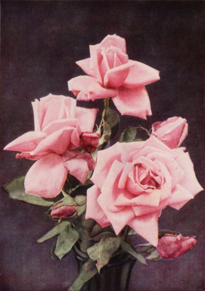 Rose Lady Ashtown - Charles Essenhigh Corke