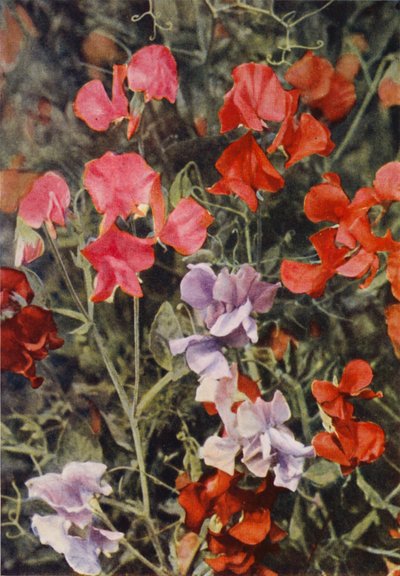 Quelques pois de senteur modernes - Charles Essenhigh Corke