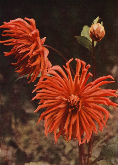 Le Dahlia Cactus "Brisbane" - Charles Essenhigh Corke