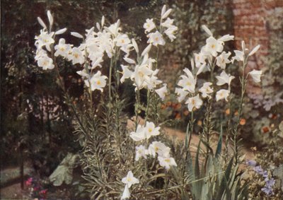 Le Lys de la Madone, Lilium candidum - Charles Essenhigh Corke