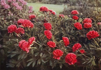 La Vieille Pivoine Double Pourpre - Charles Essenhigh Corke