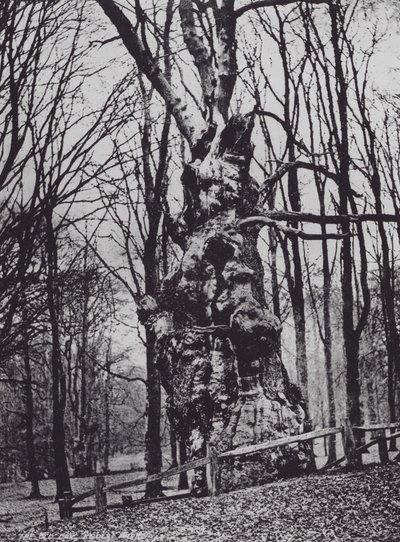 Le Vieux Chêne, Knole Park (photo n/b) - Charles Essenhigh Corke