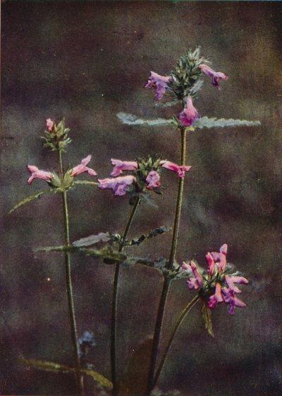 Fleurs sauvages : Bétoine - Charles Essenhigh Corke