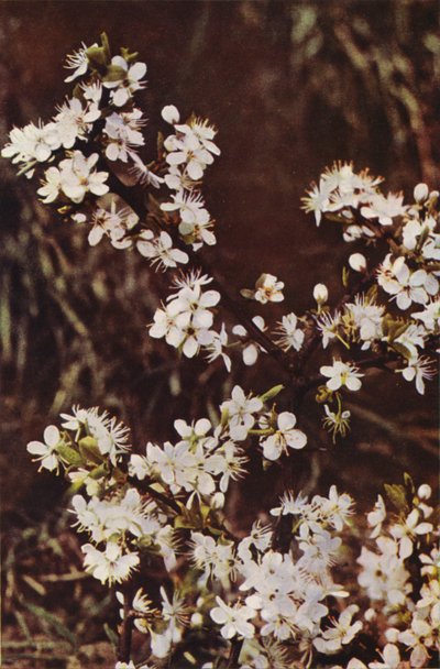 Fleurs sauvages : Prunellier - Charles Essenhigh Corke