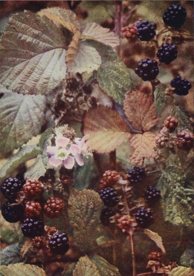 Fleurs sauvages : Ronce - Charles Essenhigh Corke