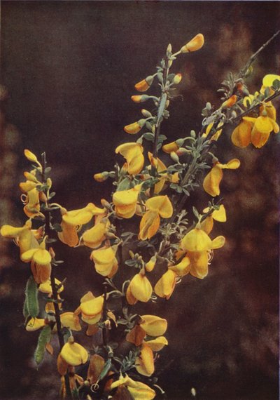 Fleurs sauvages : Genêt - Charles Essenhigh Corke