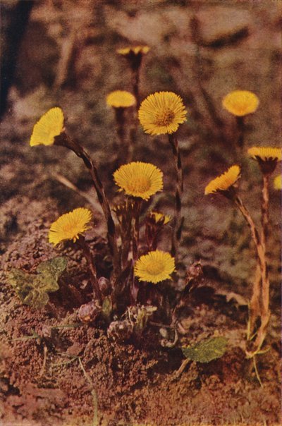Fleurs sauvages : Tussilage - Charles Essenhigh Corke